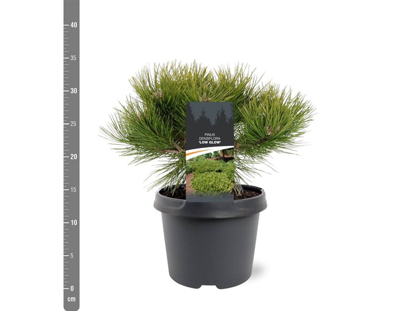 Pinus d. 'Low Glow' - C3 25-30 CM
